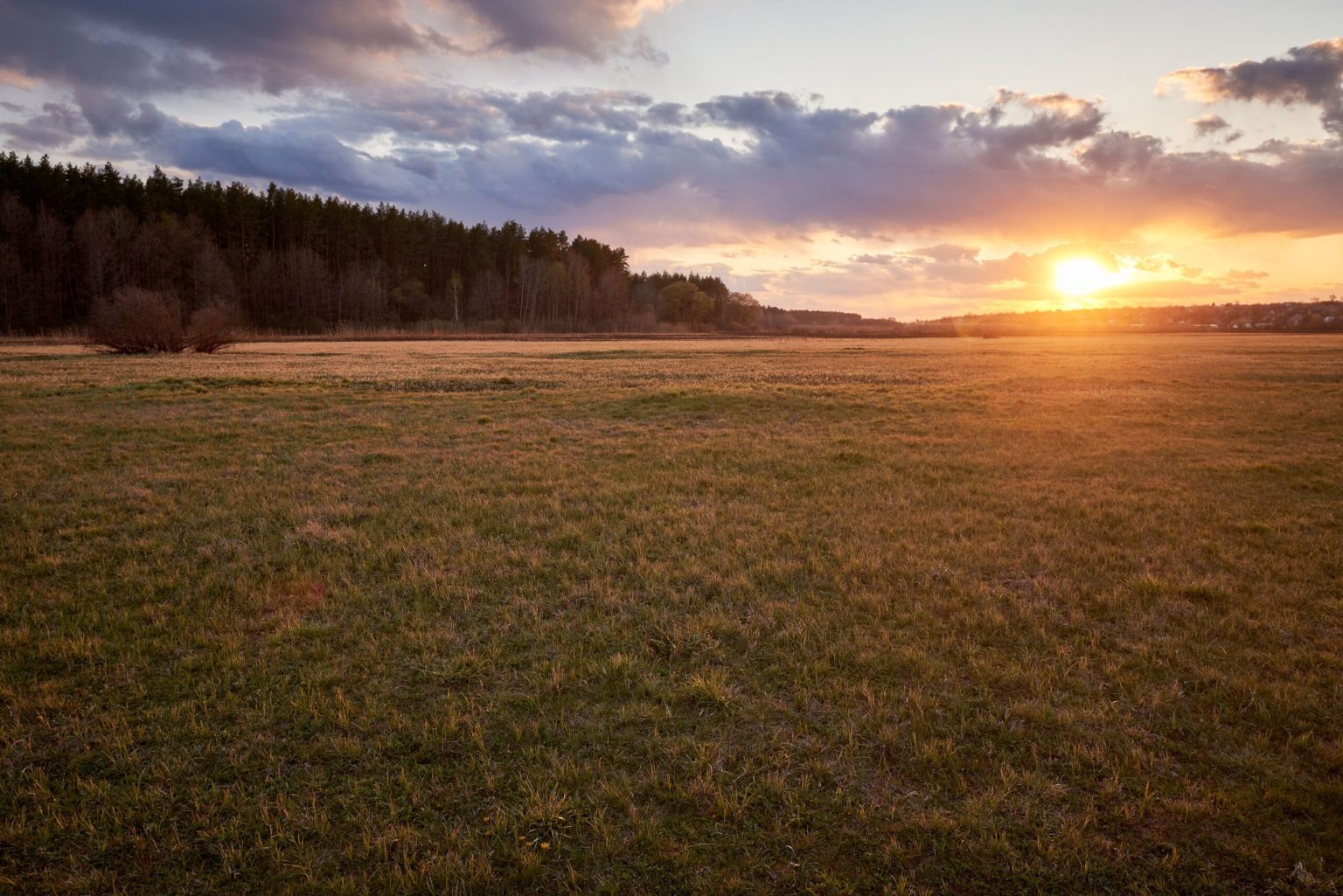 field of spring grass and forest in sunset time